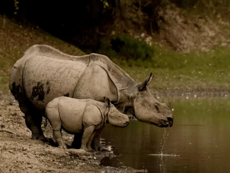 RHINO JOURNEY